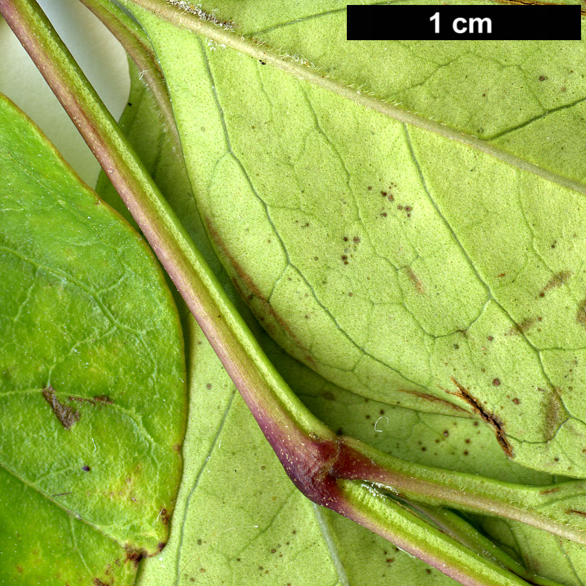 High resolution image: Family: Oleaceae - Genus: Fraxinus - Taxon: griffithii 